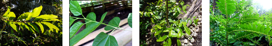 Images of Mulberry, Bago and Katurai
        in tropical backyard