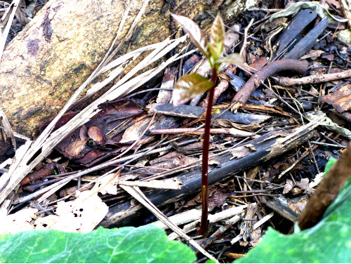 Image of Avocado seedling in tropical
        backyard