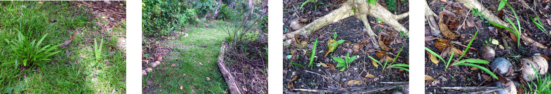 Images of lillies transplanted in
        tropical backyard