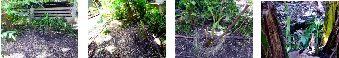 Images of cleared area in tropical
        backyard