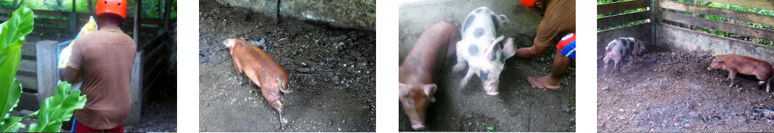Images of tropical backyard piglets being moved to a new
        pen