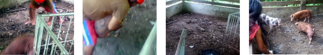 Images of tropical backyard piglets being moved to a new
        pen