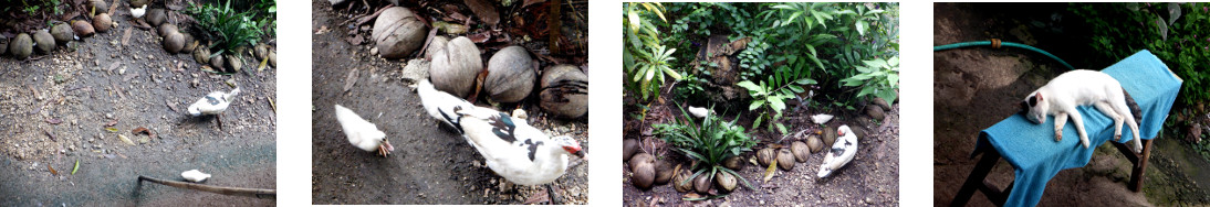 Images of animals in tropical
        backyard