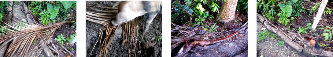 Images of debris cleaned up after rain in tropical;
        backyard