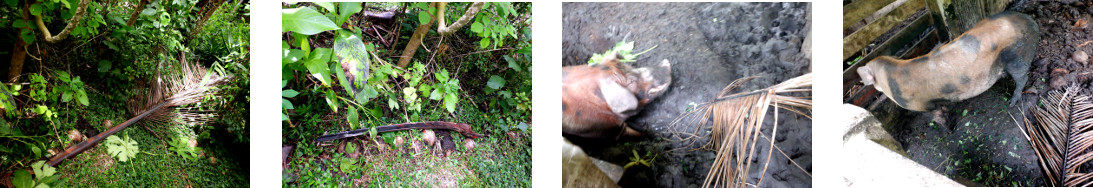Images of fallen coconut branch fed to tropical
            backyard pigs