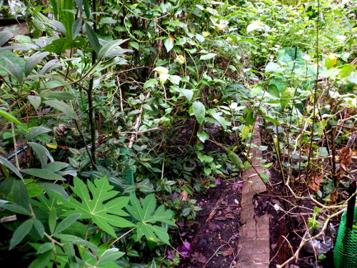 Image of overgrown tropical garden