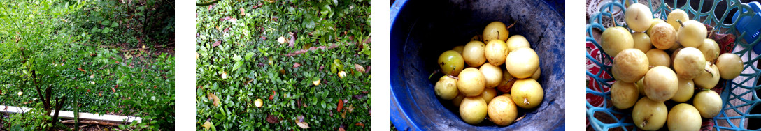 Images of passion fruit harvest in
        tropcal backyard