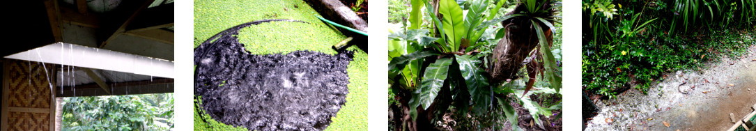 Images of rain in tropical backyard