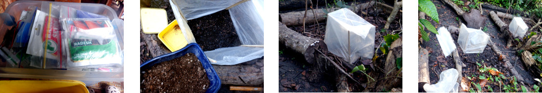 Images of seed sowing in
        mini-greenhouses in tropical backyard