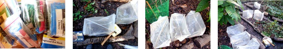 Images of seeds sown in mini-greenhouses in tropical
        backyard garden