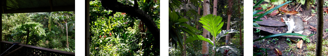 Images of sunny day in tropical
        backyard