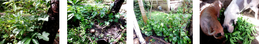 Images of tropical backyard garden patches trimmed and
        fed to pigs