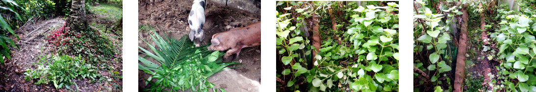 Images of tropical backyard garden
        being tidied up