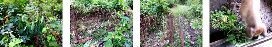 Images of tropical backyard garden
        being cleaned up