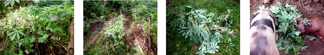 Images of area of tropical backyard
        garden being cleaned up