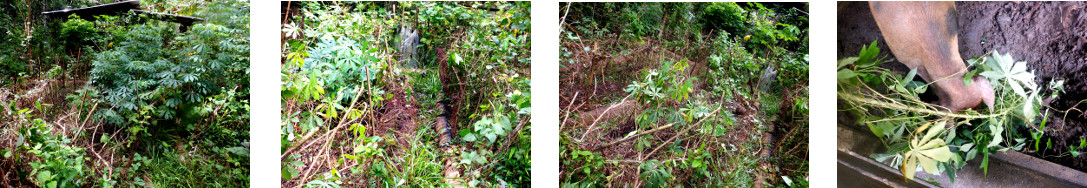 Images of gared patch being cleaned up
        in tropical backyard