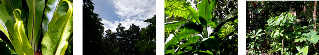 Images of weather in tropical
        backyard