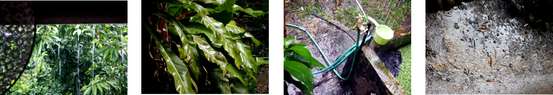 Images of rainy end to the year in
        tropical backyard