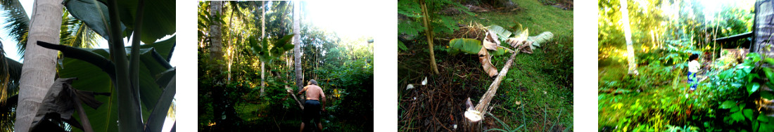 Images of damaged banana tree in
        tropical backyard being chopped down for animal feed