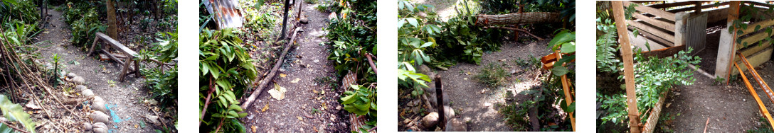 Images of a path built between two pig pens in tropical
        backyard