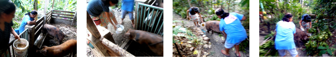 Images of a tropical backyard piglet being moved to
            new pen