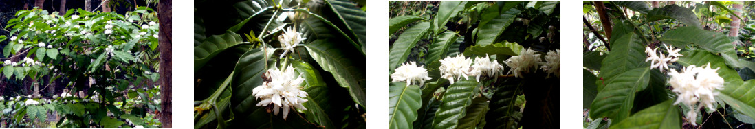 Images of coffee bush in flower in
        tropical backyard
