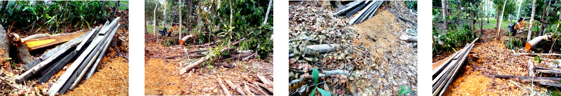 Images of debris in tropical backyard after tree
        felling