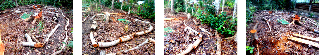 Images of paths created through
            debris from felled trees in tropical backyard