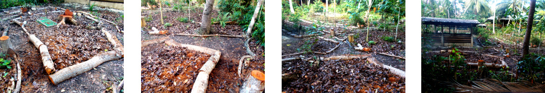 Images of paths created through debris of
            felled trees in tropical backyard
