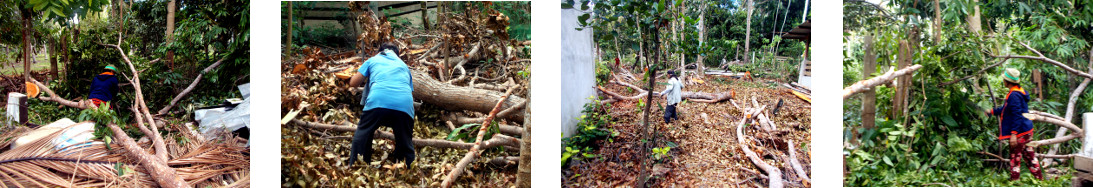 Images of women clearing debris from tropical bckyard
        after tree felling