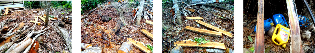 Images of debris in tropical backyard
        after tree felling