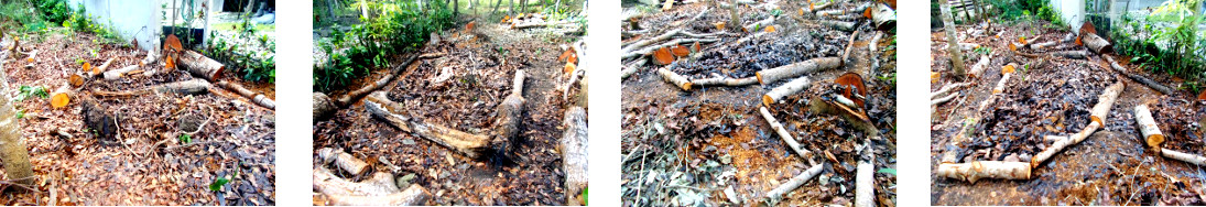 Images of pathways found under garden debris in tropical
        backyard