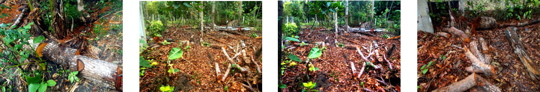 Images of debris from tree felling in
        tropical backyard