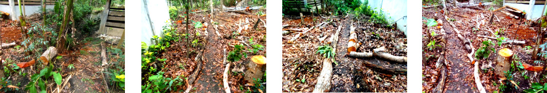 Images of paths cleared through debris from tree felling
        in tropical backyard