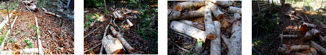 Images of debria after tree felling in
        tropical backyard