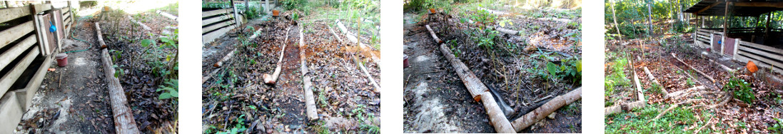 Images of debris cleared from tropical backyard garden
        after tree felling