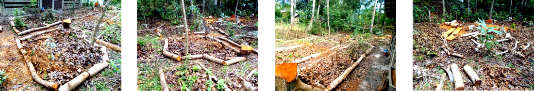 Images of paths created through debris
        from tree felling in tropical backyard