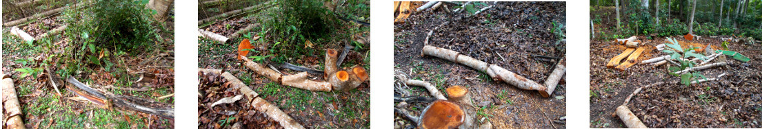 Images of paths found under the denris
        from felled trees in tropical backyard