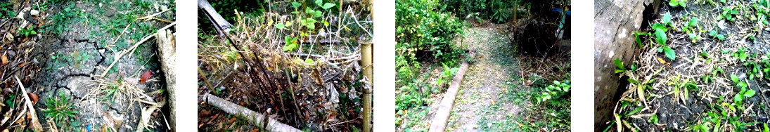 Images of tropical backyard garden drying out