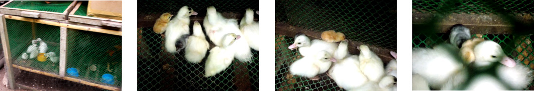 Images of two chicks housed with ducklings in
            tropical backyard