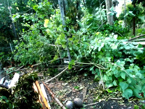 Image of debris from felled tree in
        tropical backyard