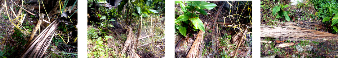 Images of broken fence in tropical
        backyard