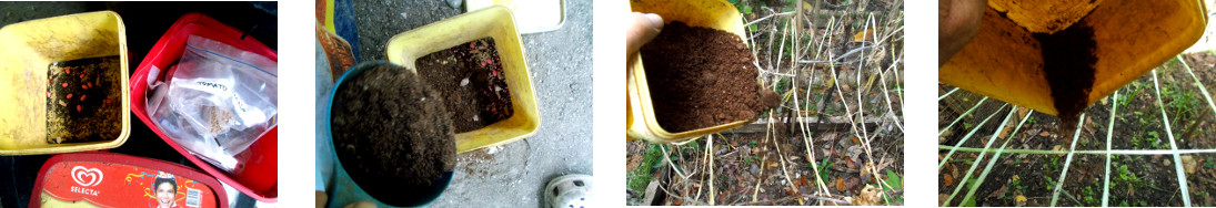 Images of some garden patches in
        tropical backyard being re-seeded