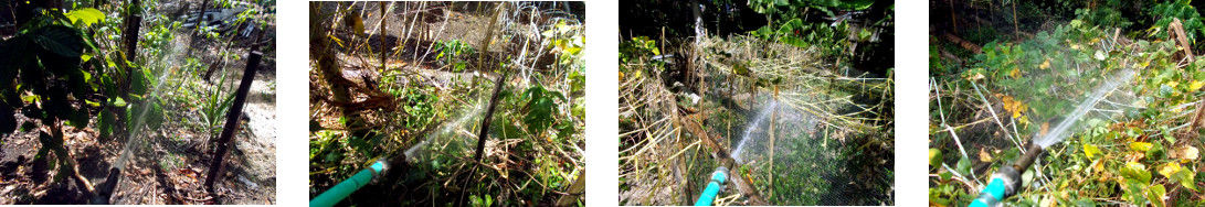 Images of selected dry garden patches
        being watered in tropical backyard