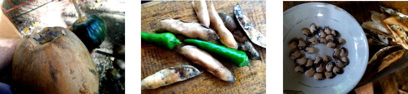 Images of a few vegetables harvested
        from tropical backyard