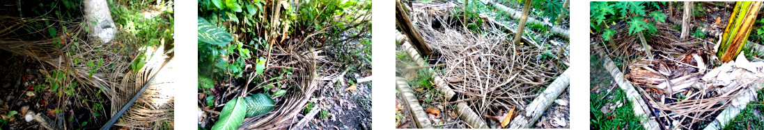 Images of fallen coconut branches
        tidied up and left to compost in tropical backyard garden