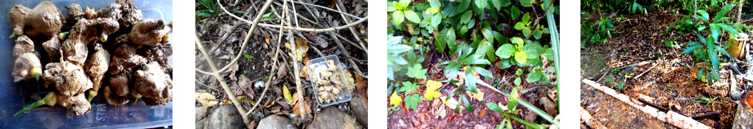 Images of ginger planted in tropical
        backyard