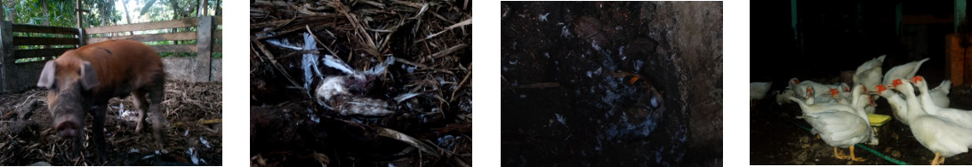 Images of a tropical backyard pig with
        duck feathers in his pen