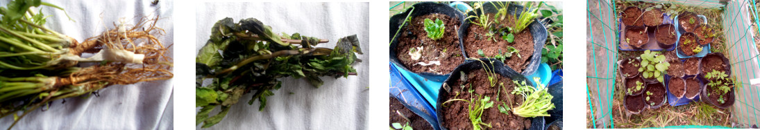 Images of herb cuttings potted in
        tropical backyard