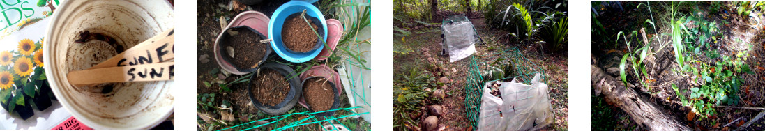 Imagws of sunflower seeds potted and
        planted in tropical backyard